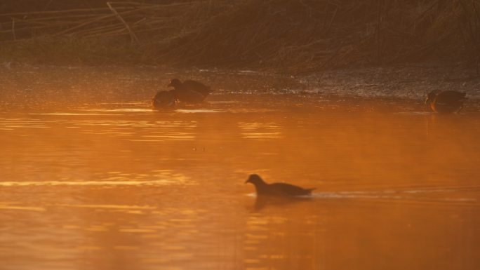 早上清晨池塘湿地黑水鸡觅食