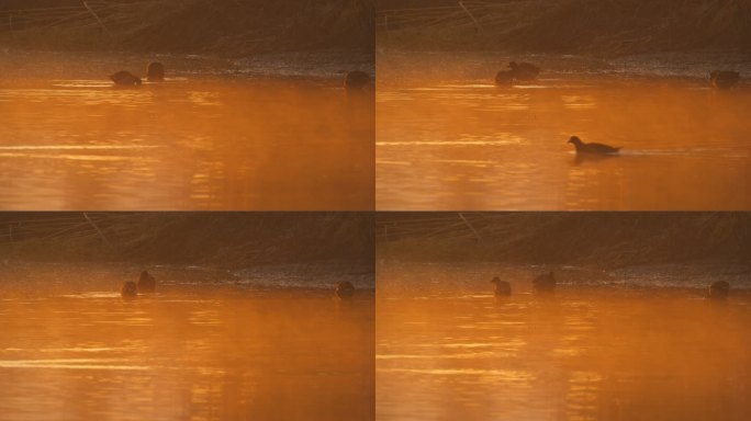 早上清晨池塘湿地黑水鸡觅食