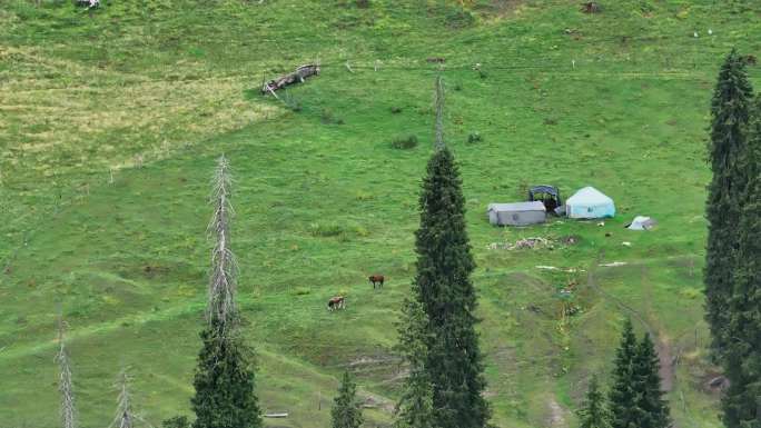 航拍新疆恰西森林公园的牧民毡房