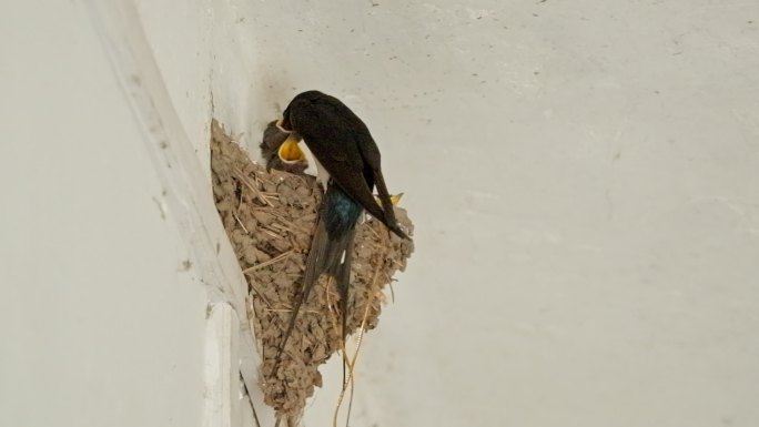 家燕子喂食雏鸟幼鸟升格慢镜头