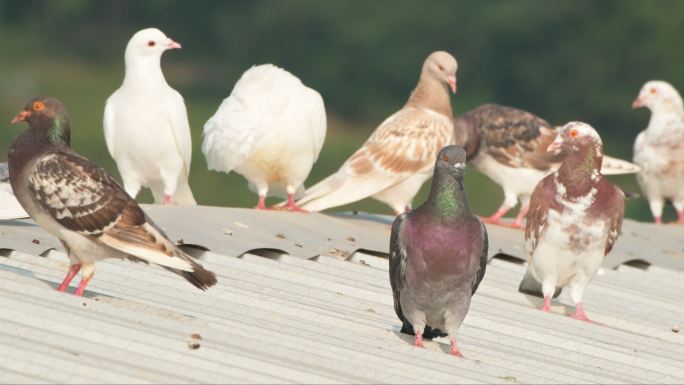 夏天屋顶农民饲养的家鸽子
