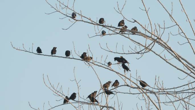秋天树枝头上一群八哥丝光椋鸟
