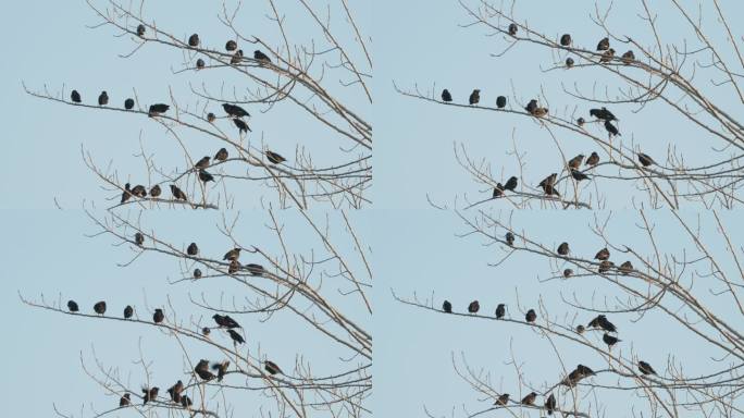 秋天树枝头上一群八哥丝光椋鸟