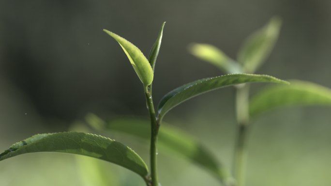 茶叶茶园普洱雨滴茶树叶滴水水滴叶子绿叶茶