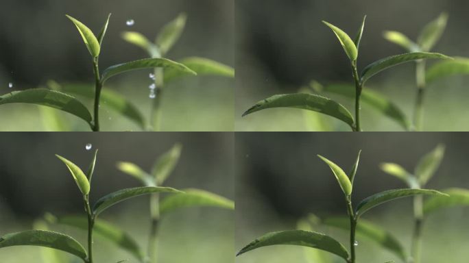 茶叶茶园普洱雨滴茶树叶滴水水滴叶子绿叶茶