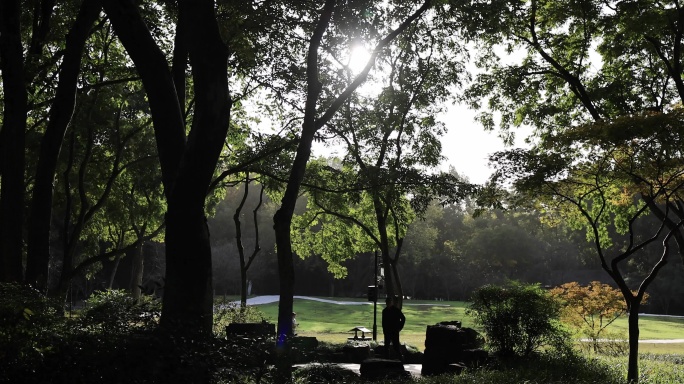 杭州太子湾公园 阳光穿透树木