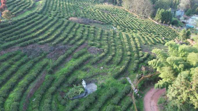 4K茶园茶春茶贡茶绿茶红茶航拍视频