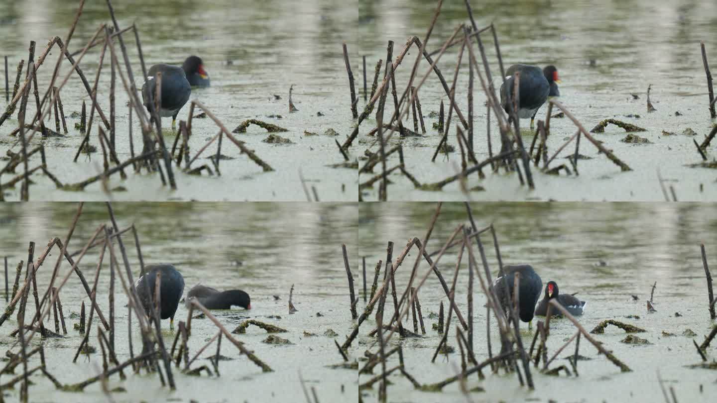 湿地沼泽池塘富营养化黑水鸡