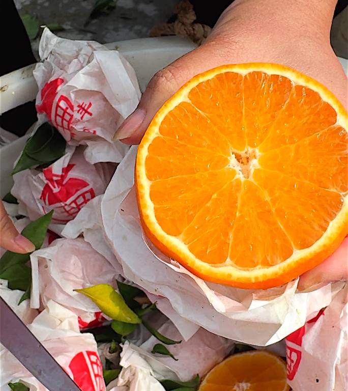 四川爱媛38号果冻橙