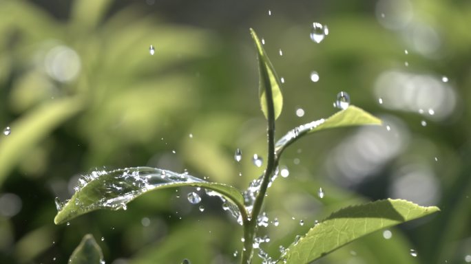 茶叶茶园普洱雨滴茶树叶滴水水滴叶子绿叶茶