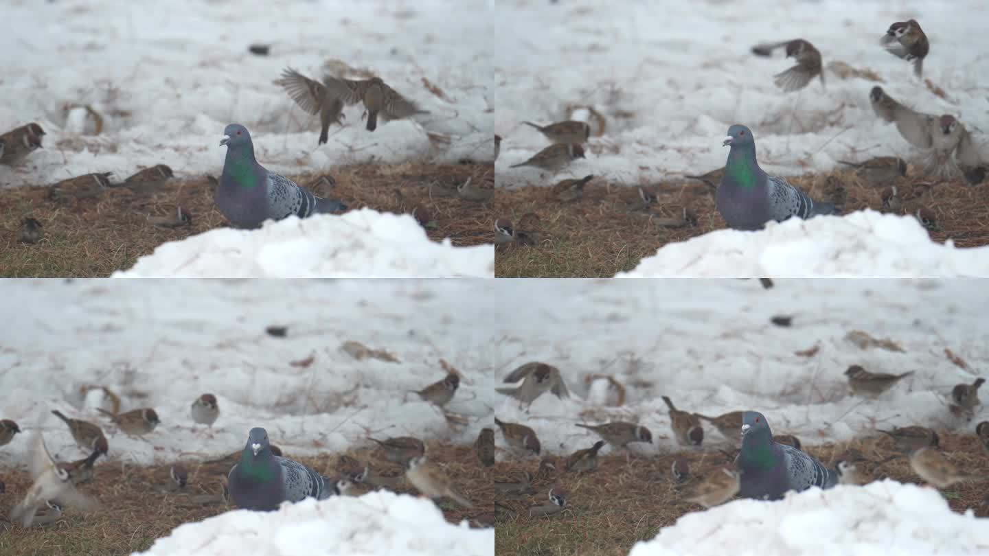 4k雪地鸽子觅食鸽子和麻雀