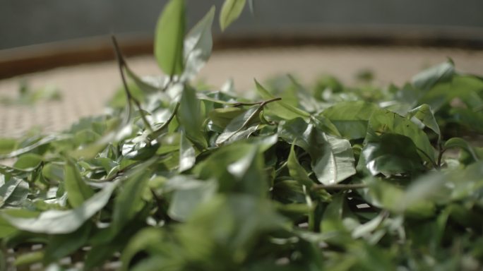 茶叶茶山茶艺茶园普洱采茶茶红茶绿茶制茶茶