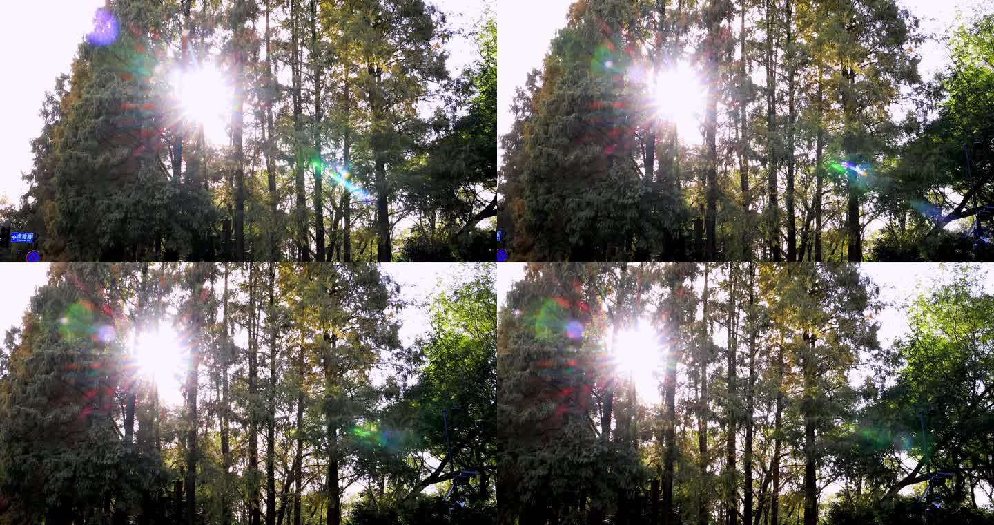 阳光穿透树木