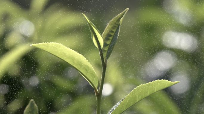 茶叶茶园普洱雨滴茶树叶滴水水滴叶子绿叶茶