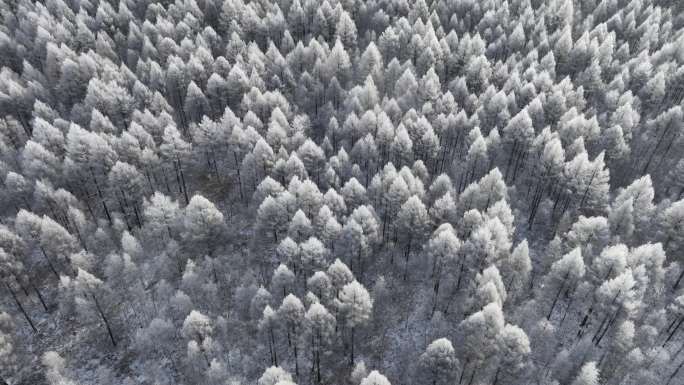 大兴安岭林海雪原风光合集