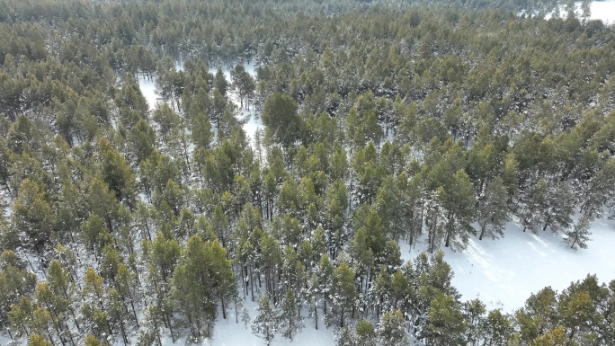 俯拍冬天雪野绿色森林