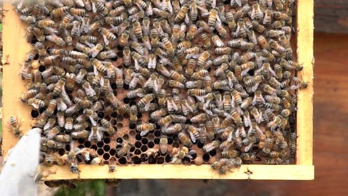 4K原生态蜜蜂蜂础吐蜜实拍视频