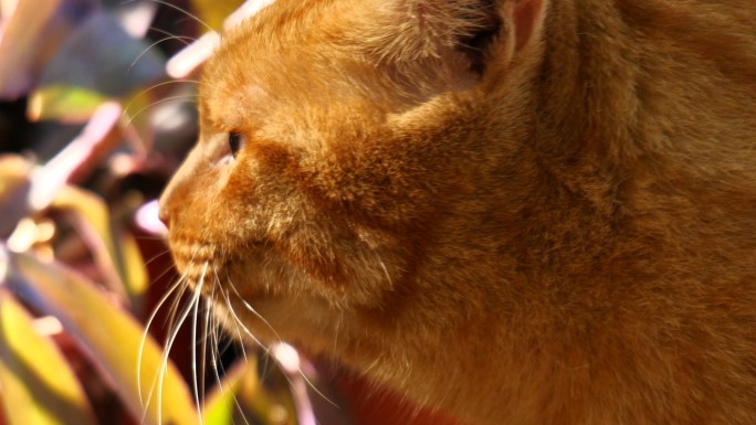 苏州西园寺流浪猫吃东西升格