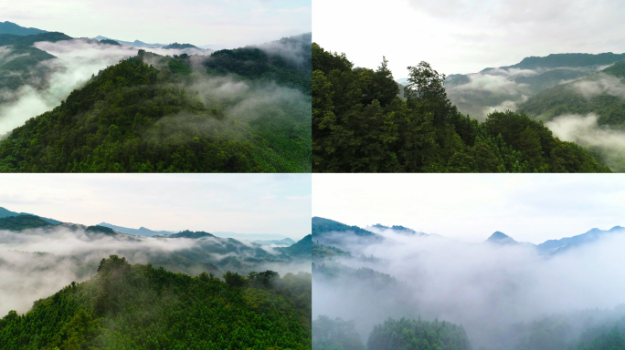 广西柳州森林光影 云雾森林  自然空镜