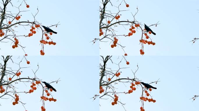 秋天柿子树上的小鸟在吃柿子