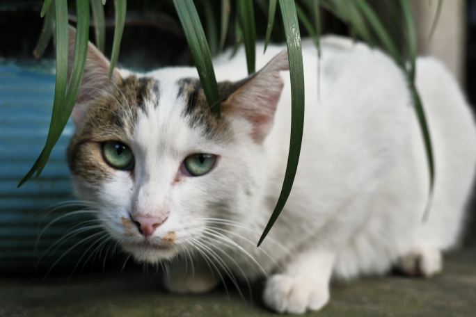 苏州西园寺流浪猫