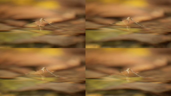 秋天池塘水面水黾水蜘蛛水猛