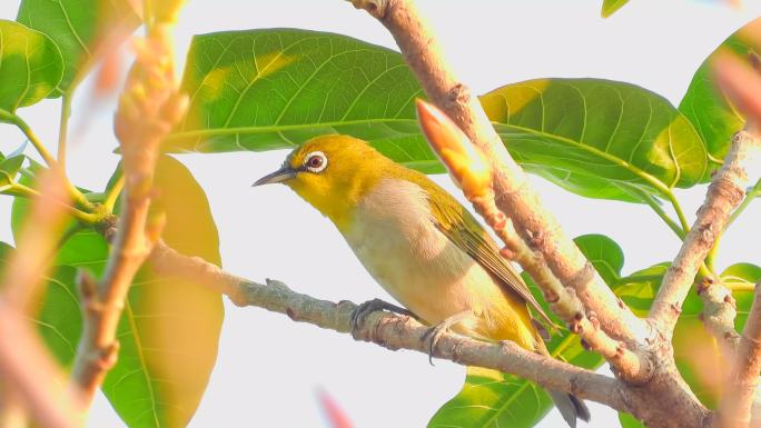 黄角树上漂亮的绣眼鸟，绣眼鸟叫声