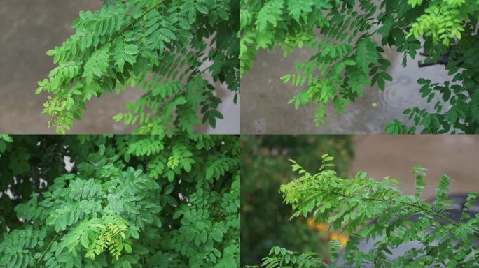 唯美写意下雨天空镜