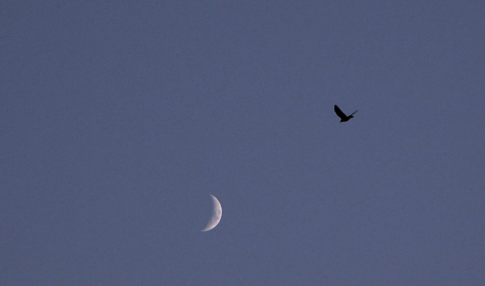 傍晚鸟儿飞过弯月如钩的天空4k