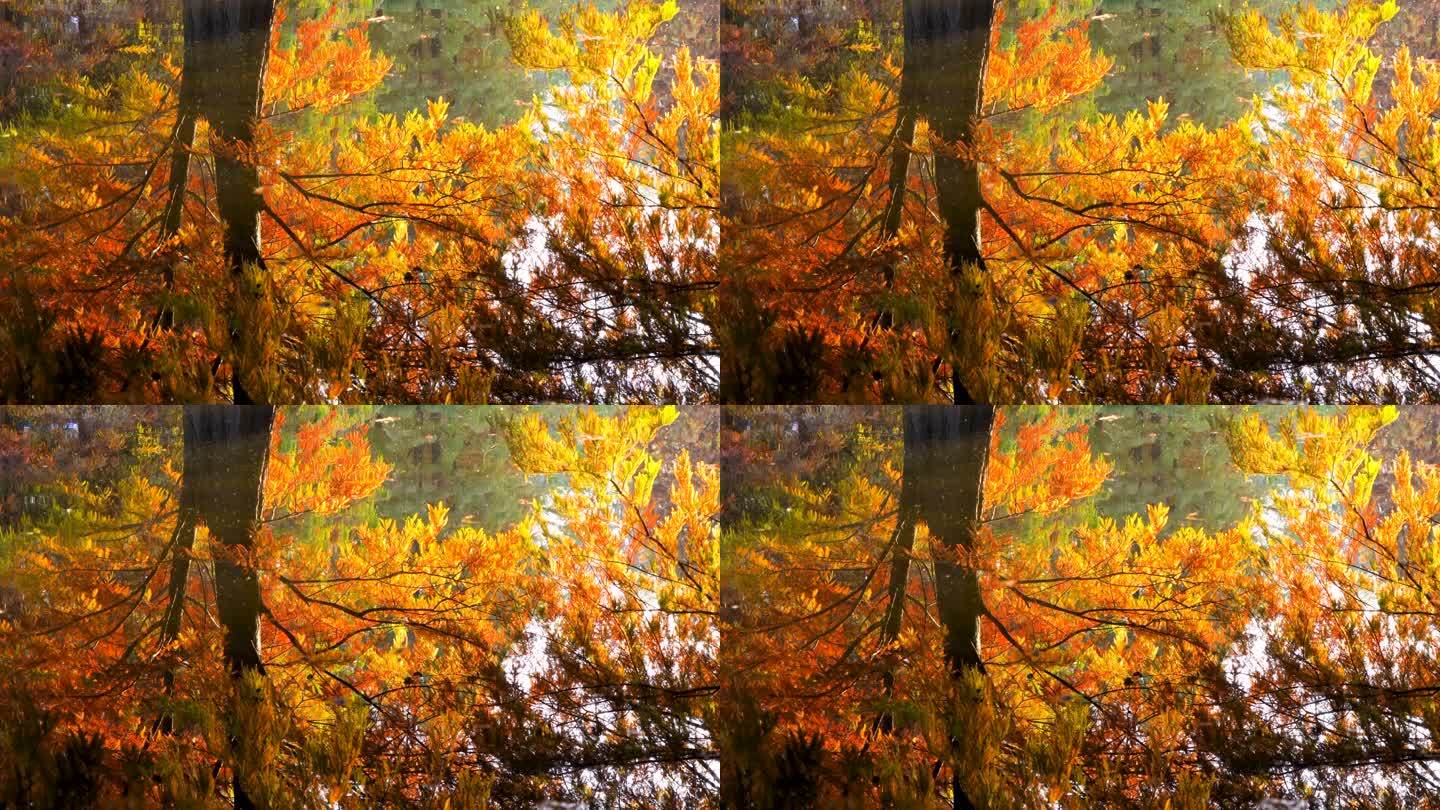 秋天南京燕雀湖水杉树金黄色的水中倒影