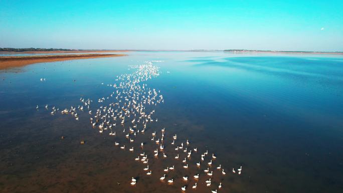 天鹅群聚集在鄱阳湖区