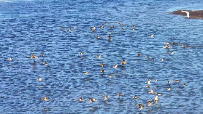 湿地 候鸟 生物多样性 生态 滩涂