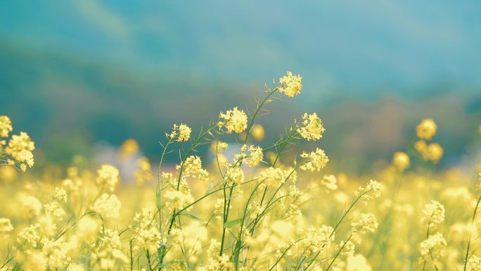 乡村振兴女孩行走在油菜花田