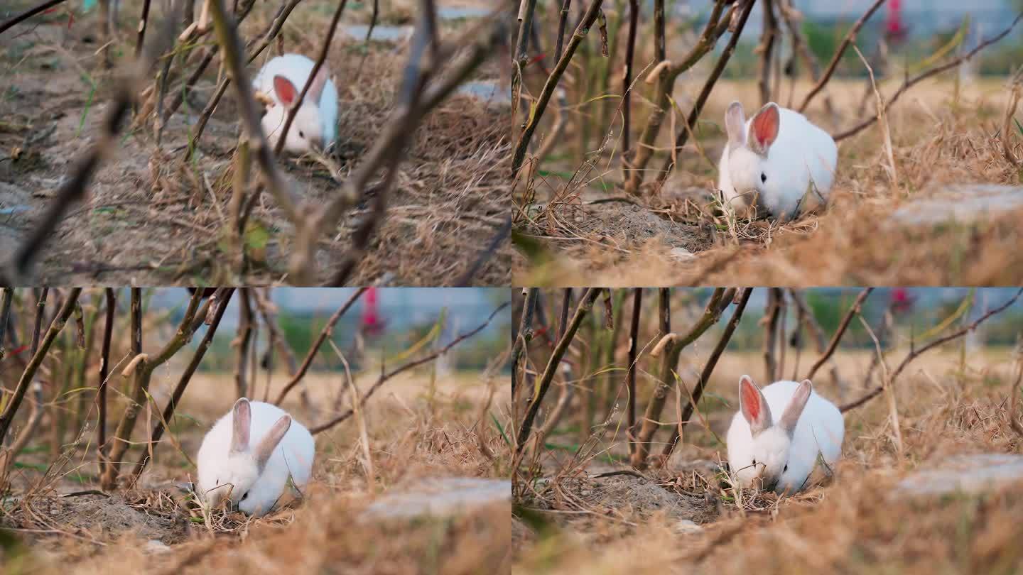 兔子/小白兔