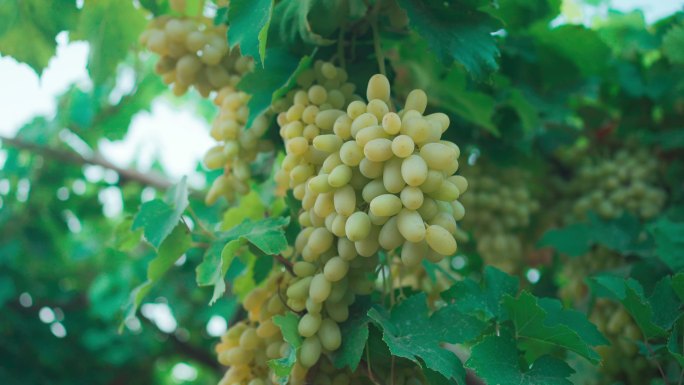 马奶子提子葡萄种植园水果宣传片