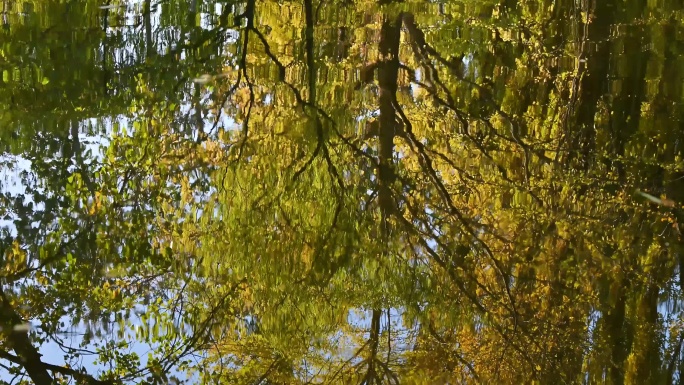 秋天阳光下水面大树黄叶倒影