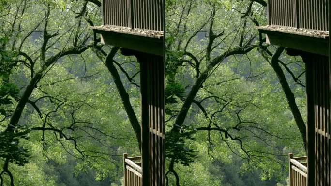 森林空镜（含森林背景白噪声） 4K