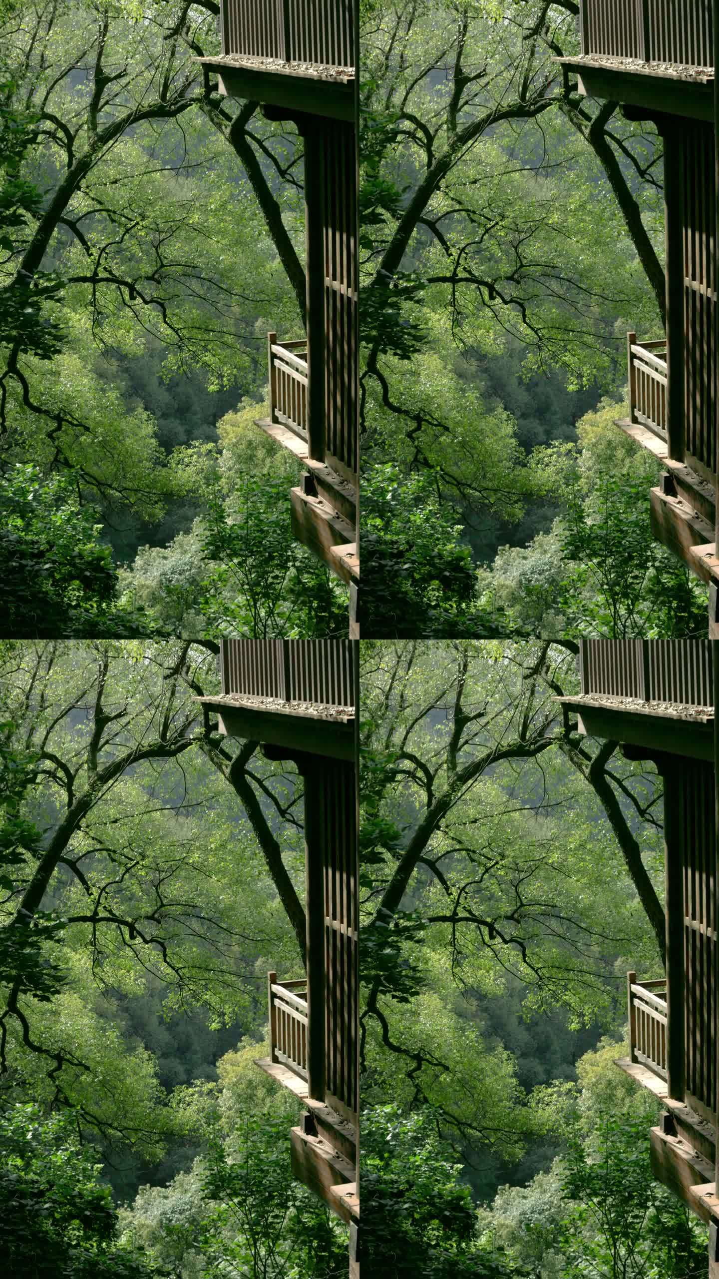 森林空镜（含森林背景白噪声） 4K