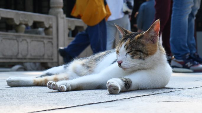 苏州西园寺流浪猫打盹