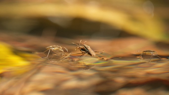 池塘水面水黾水蜘蛛昆虫交配