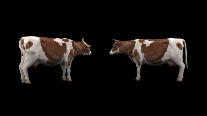 奶牛 奶牛动画 3D奶牛 奶牛循环动画