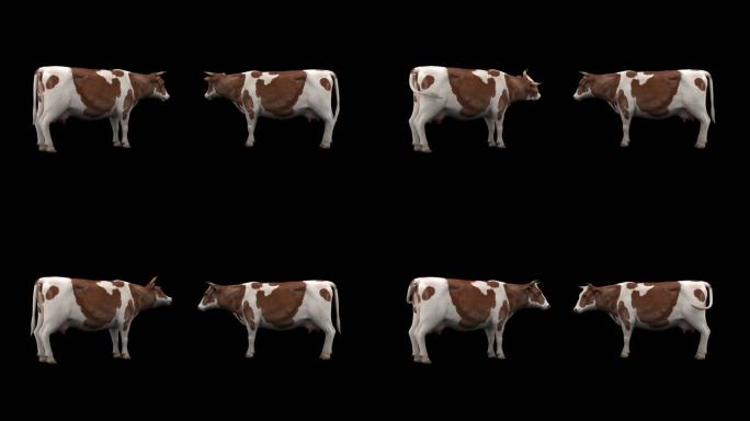 奶牛 奶牛动画 3D奶牛 奶牛循环动画
