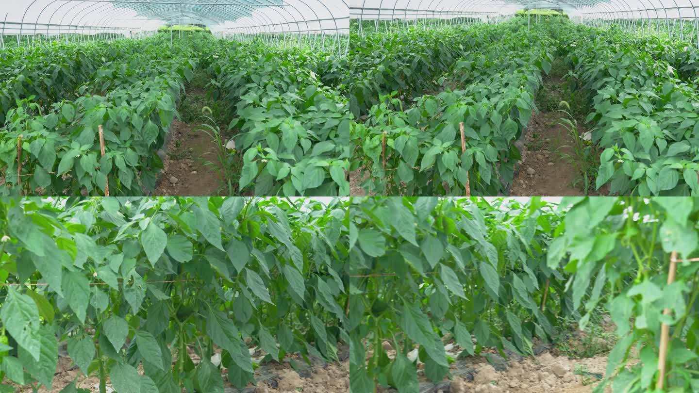 4K农业温室大棚大青椒种植实拍视频