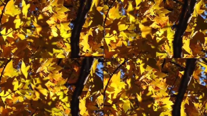 金黄色树叶随风摆动空镜素材