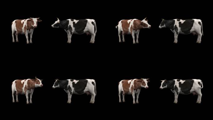 奶牛循环动画 奶牛 奶牛动画 3D奶牛
