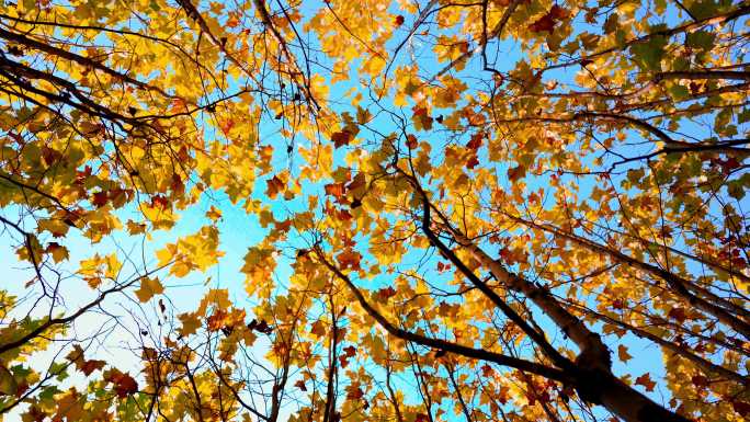 秋天金黄的杨树叶