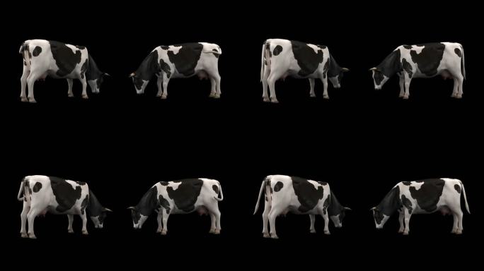 奶牛循环动画 奶牛无缝循环动画
