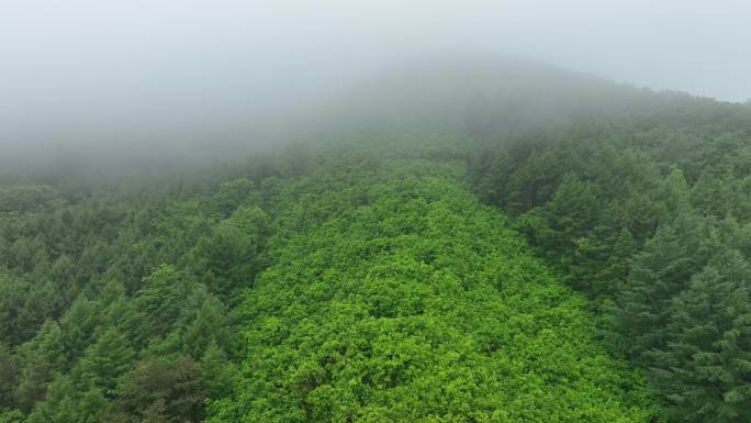 4K森林风景雾气树木绿色生态