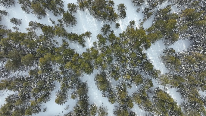 俯拍冬天雪野绿色森林