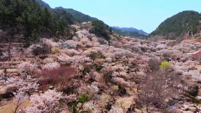 青岛北九水樱花航拍4K